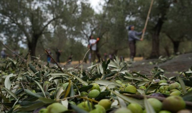 Ayvalık’ta ara tatil hareketliliği, zeytin hasadıyla birleşti