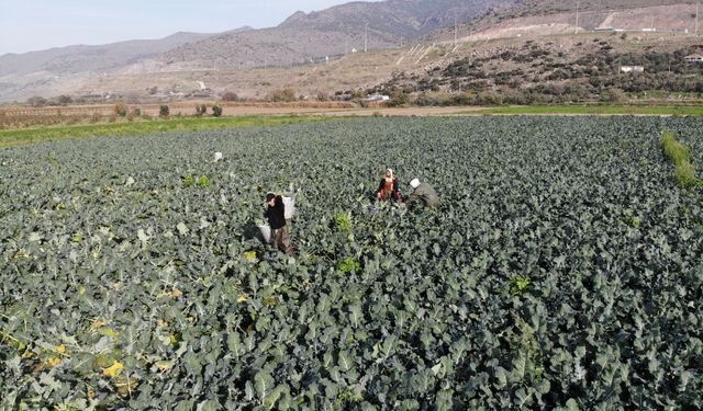 İzmir’in verimli ovalarında “Yeşil Altın” hasadı başladı: Tarlada 15 TL, pazarda üç katı!