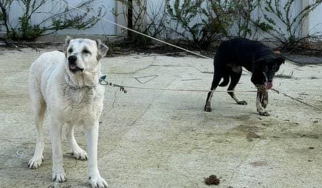 Bayraklı’da vahim hayvan eziyeti iddiası: İki saattir yardım bekliyoruz