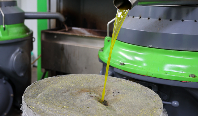 Buca’da zeytin hasadı dayanışma için başladı