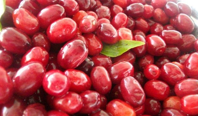 Kızılcık, soğuk algınlığına karşı doğal koruma sağlıyor