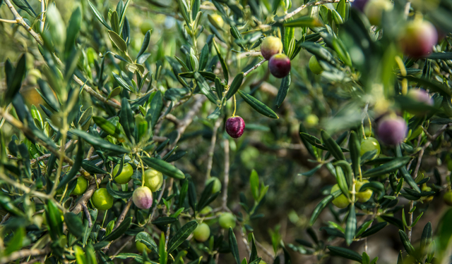 İzmir Büyükşehir Belediyesi, İzmir Kooperatifçilik Buluşmaları düzenliyor