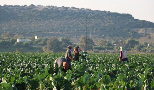 Torbalı’da kış sebzeleri aynı anda olgunlaştı: Üretici bolluk nedeniyle zor günler yaşıyor