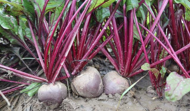 Menemen’de hasat yoğunluğu: ‘Kırmızı Elmas’ tarlada 10, rafta 40 TL