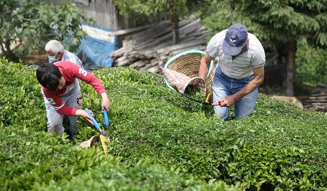 Lipton Türkiye’de üretimi durdurdu: Rize tesislerini devretti