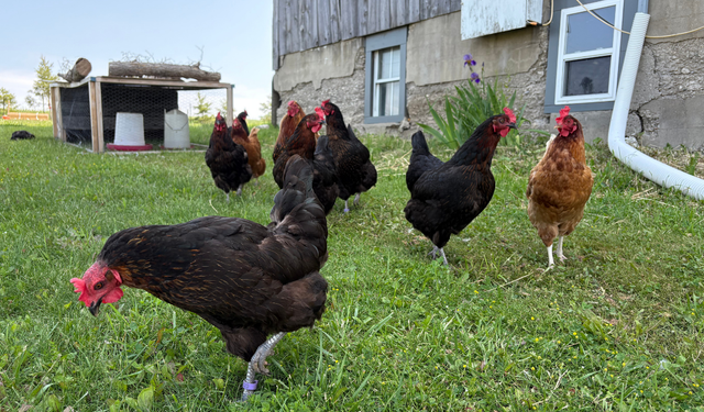 TÜİK açıkladı: Tavuk eti üretimi zirveye tırmanıyor
