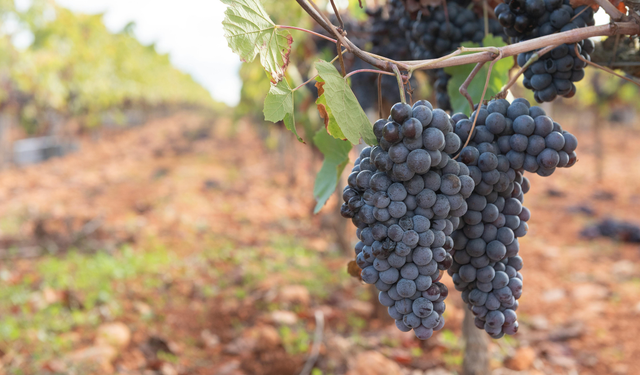 Yılbaşında 12 üzüm geleneği nedir, ne zaman ve nasıl uygulanır?