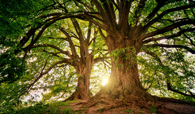 Yıldırımı çeken ağaçlar açıklandı: Yağışlı havada sakın bu ağaçların altına girmeyin!