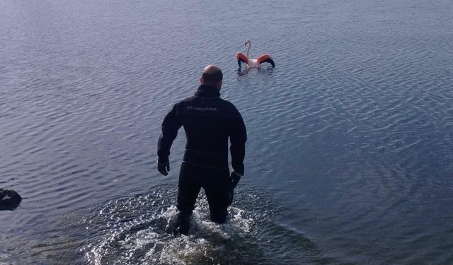 İnciraltı Kent Ormanı’nda yürek ısıtan kurtarma: İpe dolanan flamingo doğaya salındı