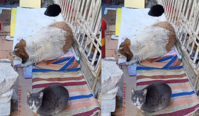 Dondurucu soğuklar sokaklarda kader ortaklığı yarattı