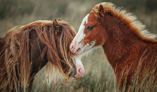 Bilimsel çalışma açıkladı: İnsan duygularını anında hisseden hayvan belli oldu