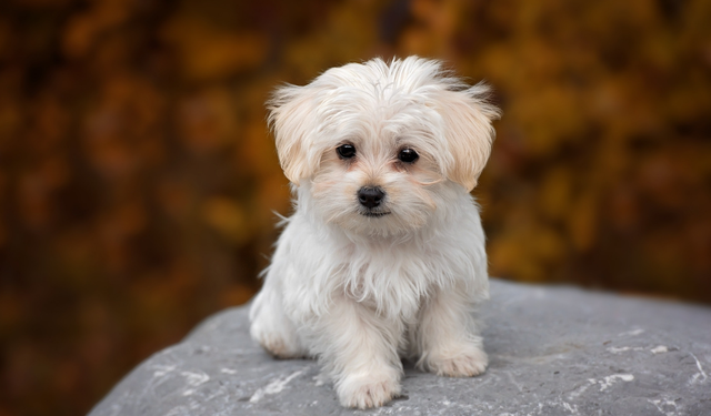 Fransa’da evcil hayvan terkine ağır yaptırım: Hapis ve yüksek para cezaları geliyor