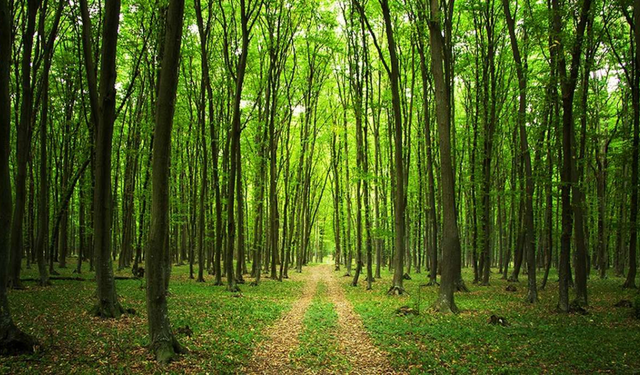 21 ilde orman sınırları yeniden belirlendi