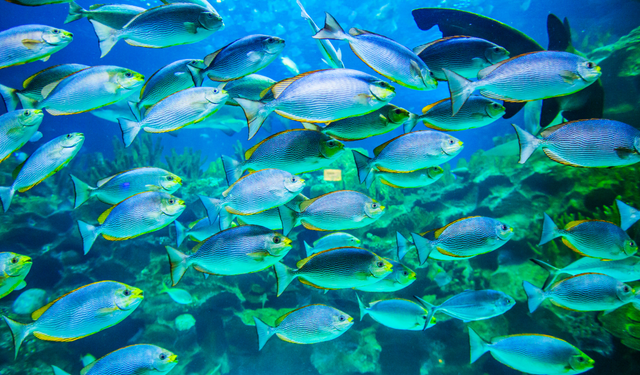 Okyanuslarda her onda birlik ısınma balık kaybını tetikliyor