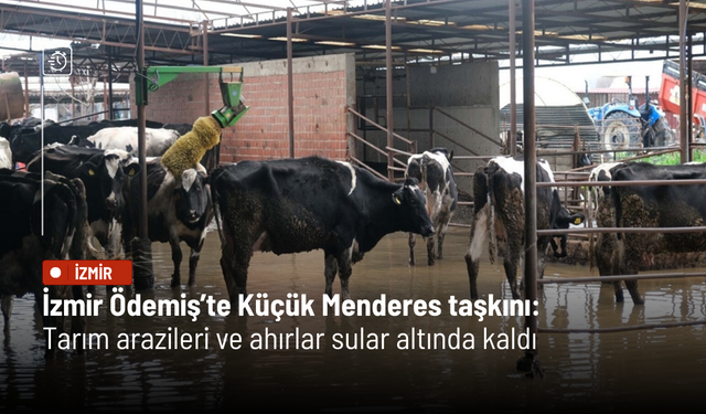 İzmir Ödemiş’te Küçük Menderes taşkını: Tarım arazileri ve ahırlar sular altında kaldı
