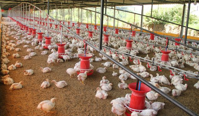 Ramazan öncesi tavuk fiyatlarına müdahale: İhracat geçici olarak durduruldu