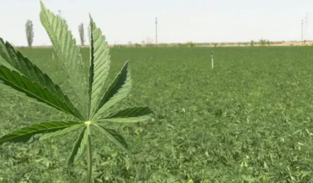 Kenevirde yeni dönem: Üretim ve satış Resmî Gazete ile düzenlendi, İzmir de listede