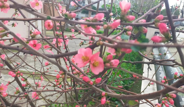 Ödemiş’te yalancı bahar: Japon ayvası şubat ayında çiçek açtı