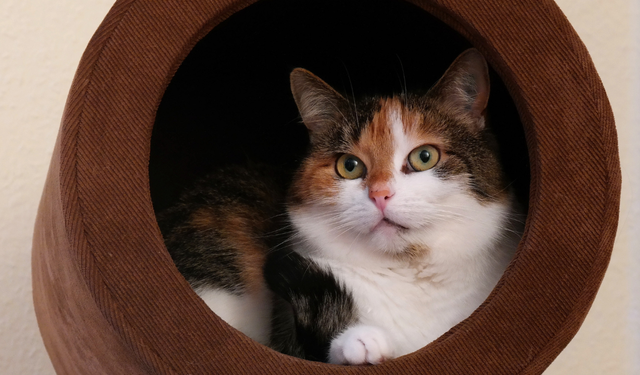 Kediler neden uyuyan sahibini izler?