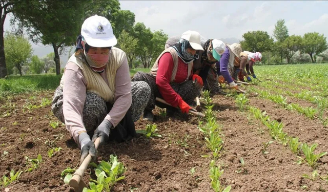 81 ile talimat gitti! Mevsimlik tarım işçileri için yeni düzenleme