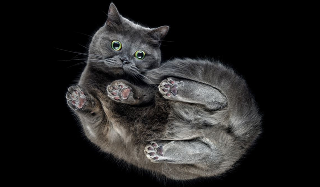 Kediler neden hep dört ayak üstüne düşer?