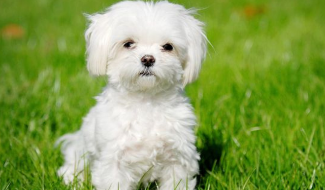 Evcil köpeklerin kökeni Türkiye mi? 16 bin yıllık keşif bilim dünyasını sarstı