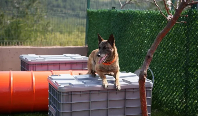 İzmir’de arama kurtarma köpekleri için eğitim simülasyonu düzenlendi