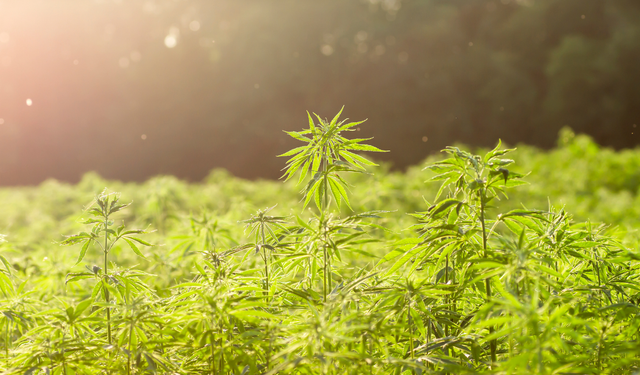 Tarım Bakanlığı duyurdu: Kenevir üretimi kontrollü ve kotalı şekilde tıbbi alana taşınıyor