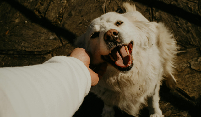Antik bulgular şaşırttı: En eski evcil köpekler Türkiye'den çıktı