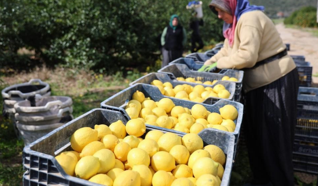 TÜİK Şubat tarım-üfe verilerini açıkladı: Fiyatlar yıllık yüzde 40 arttı
