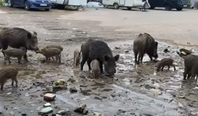 Balçova’da sokaklarda domuz sürüsü görüntülendi