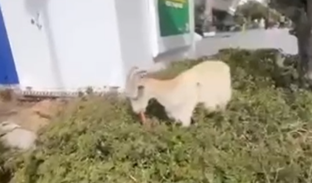 Bayraklı'da keçilerin galeta keyfi kameraya yansıdı