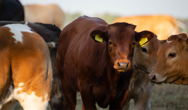 Diyanet 2026 vekalet yoluyla kurban kesim bedellerini açıkladı