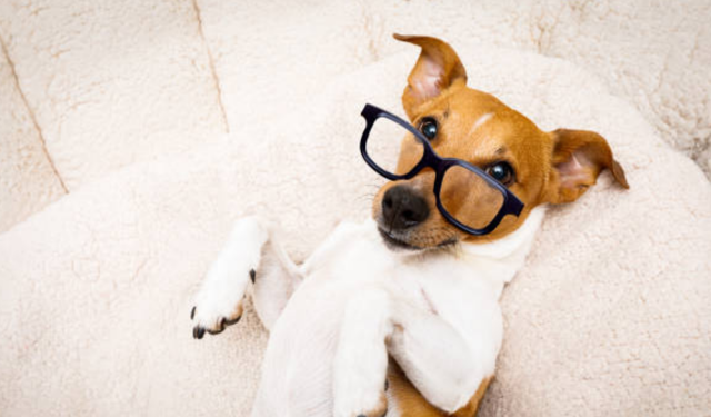 Hayvanların ne söylediğini anlamaya yaklaştık mı?