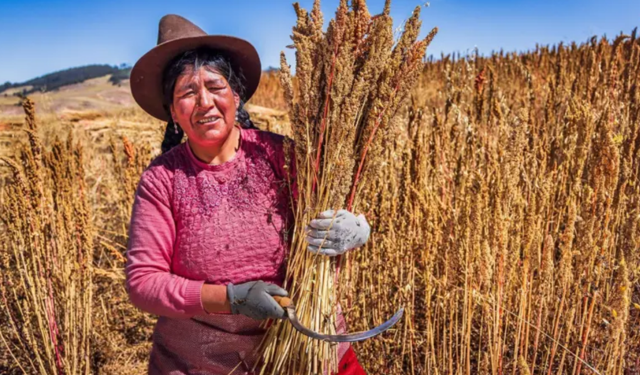 Ata tohumu tahıllar gerçekten daha sağlıklı mı?