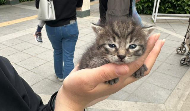 Konak’ta ağaçta mahsur kalan kediyi İzmir İtfaiyesi kurtardı
