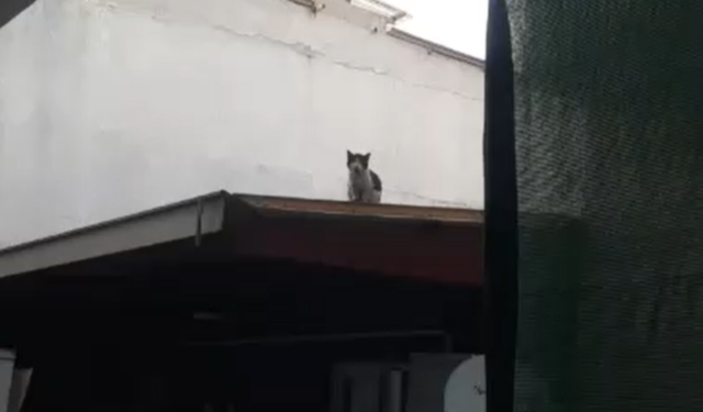 Buca’da çatıya çıkan kedi 5 gündür kurtarılmayı bekliyor