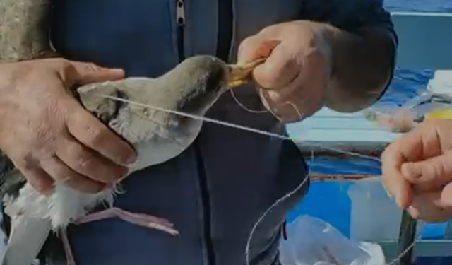 İzmir açıklarında mahsur kalan martıyı balıkçı kurtardı