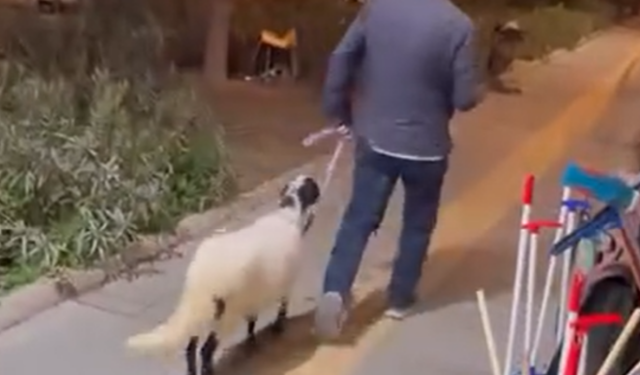 Konak'ta ilginç anlar: Kuzusunu tasma ile gezdirdi