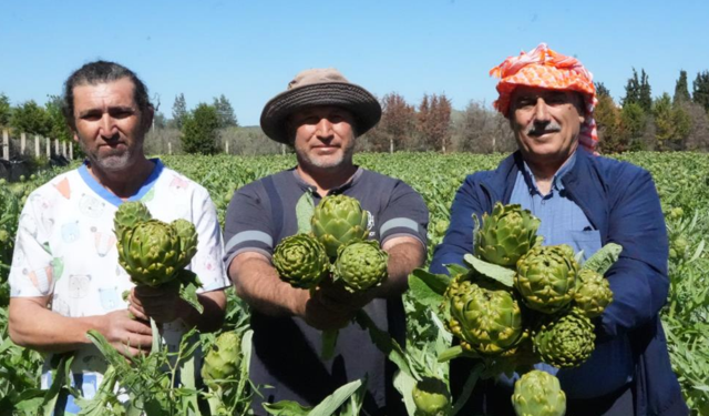 Urla’da sakız enginarı hasadı başladı: Tescilli lezzet sofralara ulaşıyor