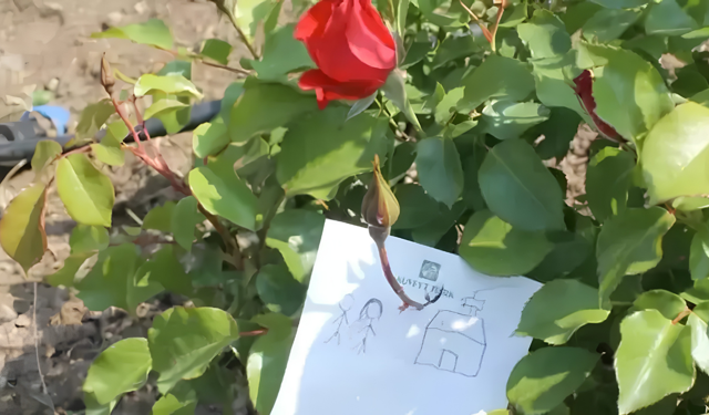 Hıdırellez’de dilek nasıl dilenir? Gül ağacı yine zirvede