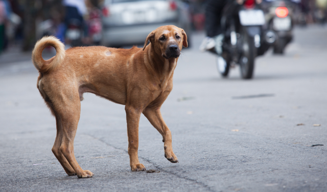 İçişleri Bakanı Çiftçi’den sokak köpekleri açıklaması: Ekim sonuna kadar hepsi toplanacak