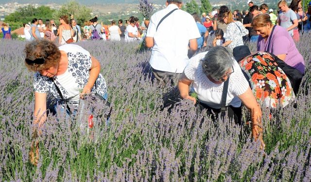 Seferihisar mor renklere bürünecek: 11'inci Lavanta Hasat Şenliği
