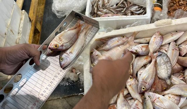 İzmir'de yasa dışı su ürünü denetimi: 241 kilogram balığa el konuldu