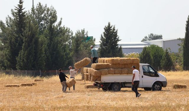 Buca Belediyesi'nden hayvancılık yapan üreticilere saman desteği