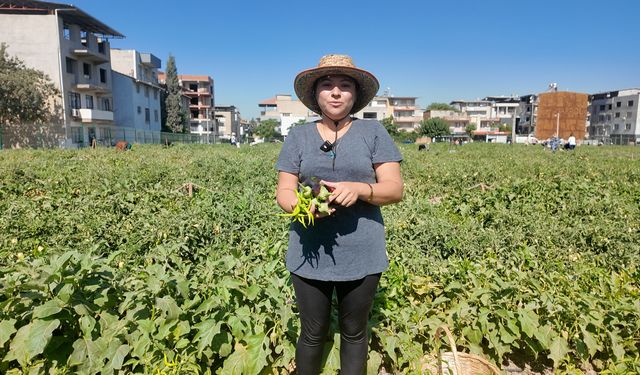 Bornova'da Kent Bostanı ağı büyüyor: 786 kadın üretime katılıyor