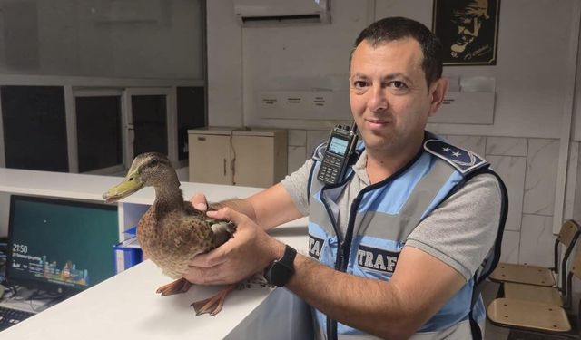 İzmir'de zabıta ekipleri trafiği durdurup ördeği kurtardı