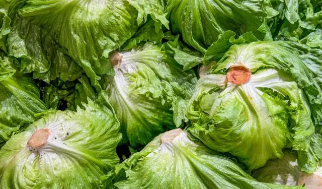 Marul krizi derinleşiyor: Cyclospora salgınında vakalar 20 bini aştı!