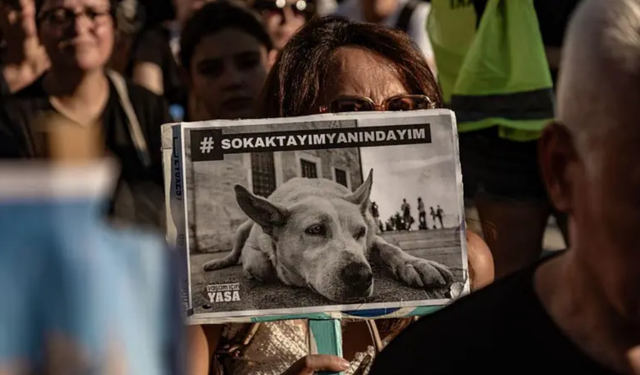 Sokak hayvanları düzenlemesinde iki yıl geride kaldı: Sahada neler yaşandı, tartışmalar neden sürüyor?