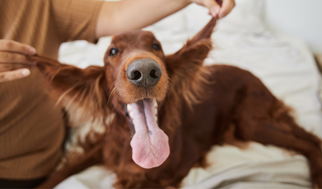 Bugün Uluslararası Köpek Günü: İşte 26 Ağustos’un hikayesi
